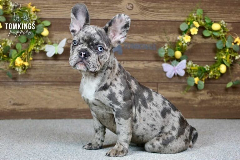 Erin, a female French bulldog puppy with a blue merle coat, sitting in front of spring decoration, and facing the camera.