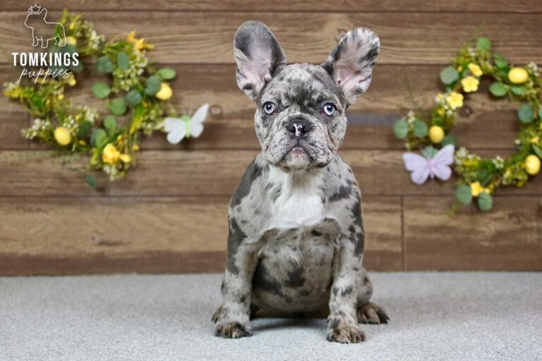 Erin, a female French bulldog puppy with a blue merle coat, sitting in front of spring decoration, and facing the camera.
