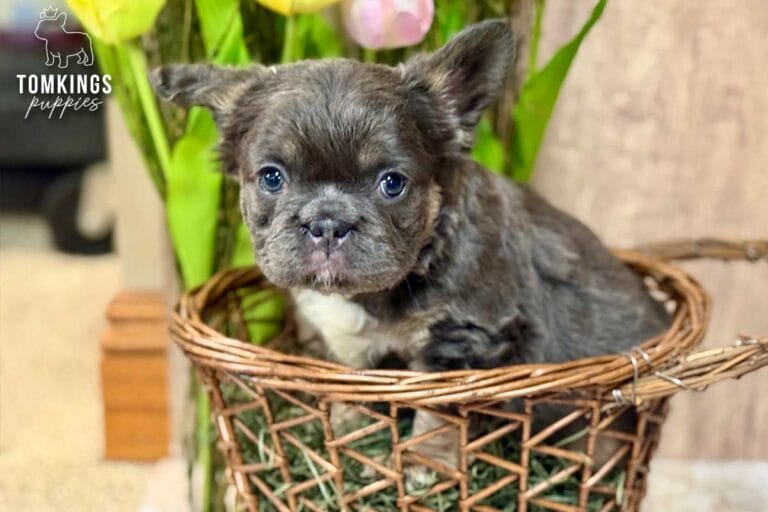 Holly, a female fluffy French bulldog puppy with a blue and tan coat, sitting in a basket and facing the camera.