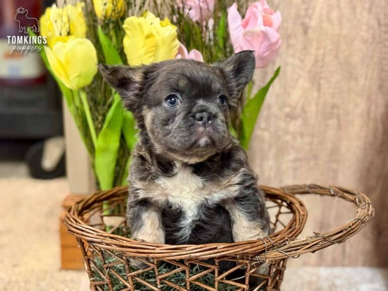 Holly, a female fluffy French bulldog puppy with a blue and tan coat, sitting in a basket and facing away.
