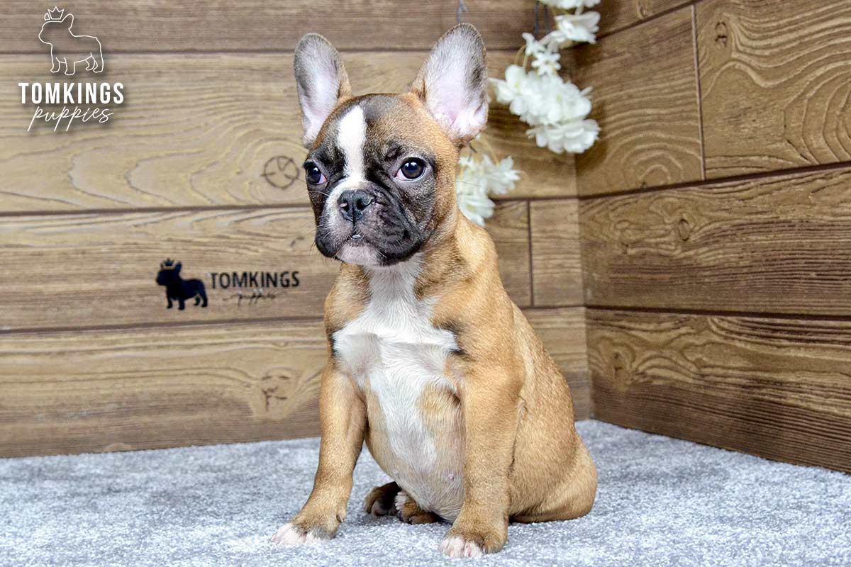 Jane, available French Bulldog puppy at TomKings Puppies