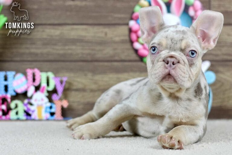 Logan, a male French bulldog puppy with an Isabella merle and tan coat, lying in front of easter decoration and facing the camera.