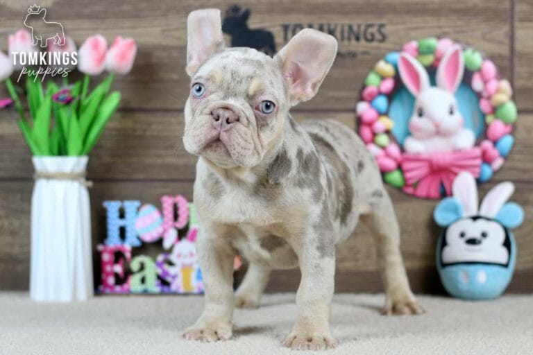 Logan, a male French bulldog puppy with an Isabella merle and tan coat, standing in front of easter decoration and facing the camera.