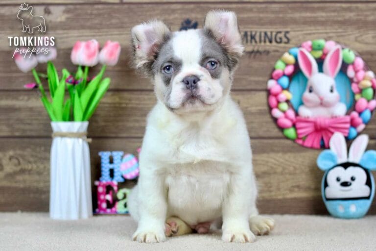 Matthew, a male French bulldog puppy with a Lilac and tan pied fluffy coat, sitting in front of eater decorations, and facing the camera.