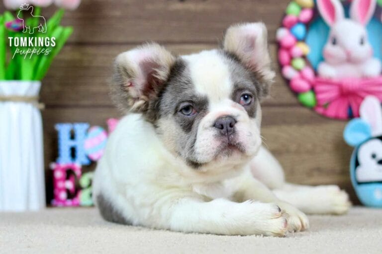 Matthew, a male French bulldog puppy with a Lilac and tan pied fluffy coat, lying in front of eater decorations, and facing the camera.