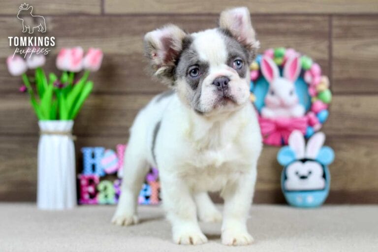 Matthew, a male French bulldog puppy with a Lilac and tan pied fluffy coat, standing in front of eater decorations, and facing the camera.
