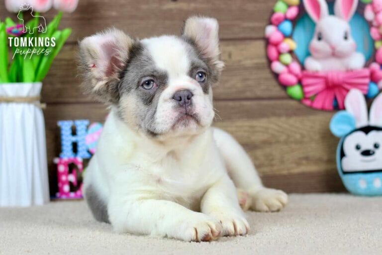 Matthew, a male French bulldog puppy with a Lilac and tan pied fluffy coat, lying in front of eater decorations, and facing the camera.