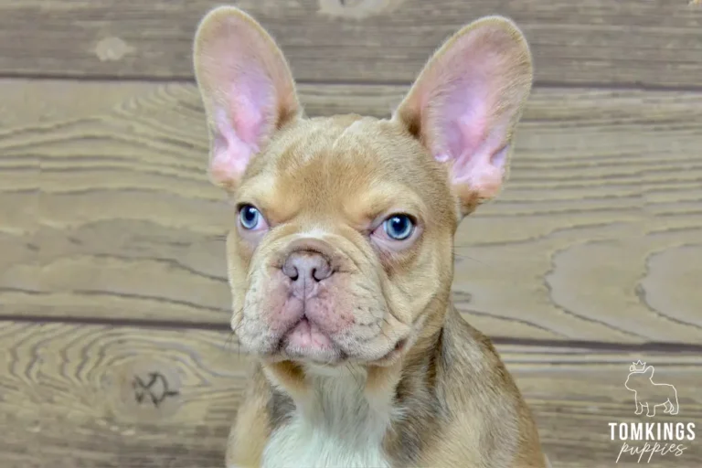 memphis-tomkings-puppies-