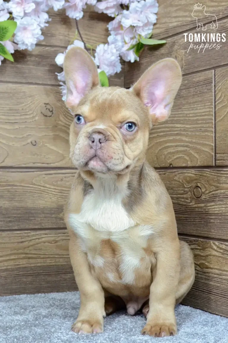 memphis-tomkings-puppies-2