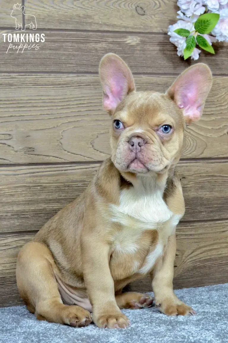 memphis-tomkings-puppies-3