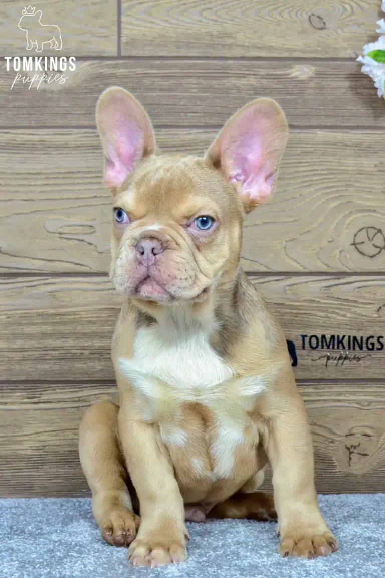 memphis-tomkings-puppies-4