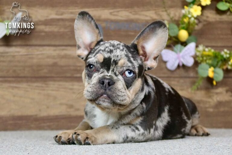 Patsy, a female French bulldog puppy with a blue merle and tan coat, laying down in front of spring decoration, and facing the camera.
