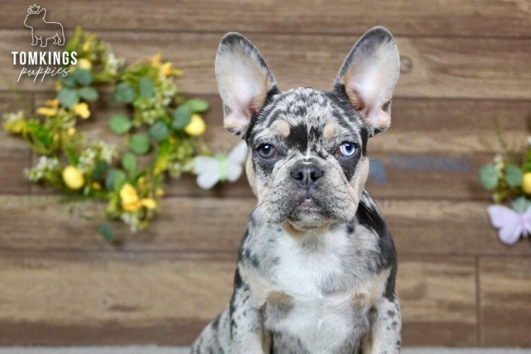 Patsy, a female French bulldog puppy with a blue merle and tan coat, sitting in front of spring decoration, and facing the camera.
