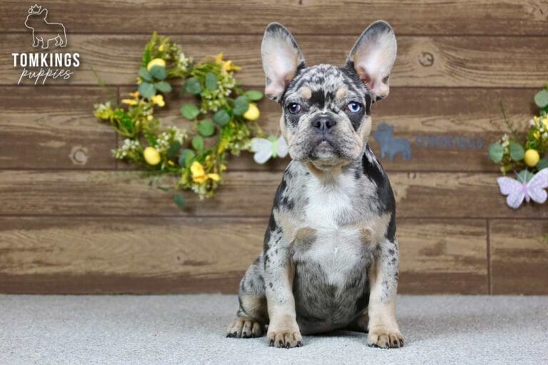 Patsy, a female French bulldog puppy with a blue merle and tan coat, sitting in front of spring decoration, and facing the camera.