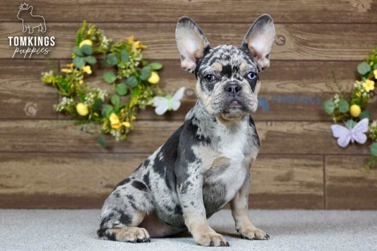 Patsy, a female French bulldog puppy with a blue merle and tan coat, sitting in front of spring decoration, and facing the camera.