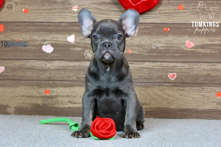 sully-tomkings-puppies-1