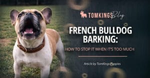French Bulldog Barking: How to Stop It When It’s Too Much