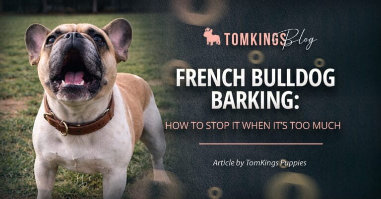French Bulldog Barking: How to Stop It When It’s Too Much