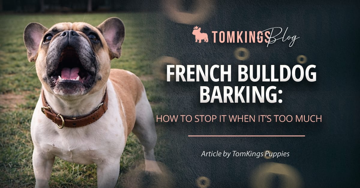 French Bulldog Barking: How to Stop It When It’s Too Much