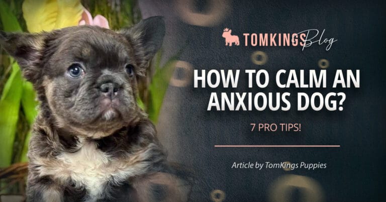 How to Calm an Anxious Dog? 7 Pro Tips!