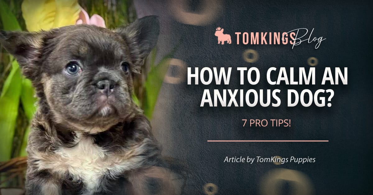 How to Calm an Anxious Dog? 7 Pro Tips!