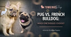 Pug vs. French Bulldog: Which One Should I Choose?