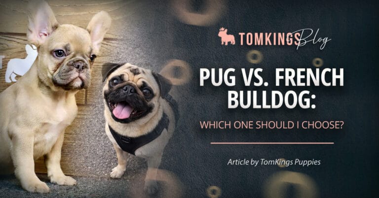 Pug vs. French Bulldog: Which One Should I Choose?