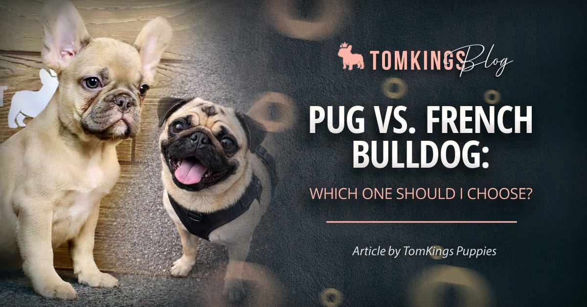 Pug vs. French Bulldog: Which One Should I Choose?