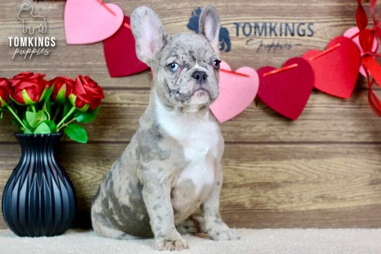 Toby, a male French bulldog puppy with a blue merle coat pattern, sitting and facing the camera.