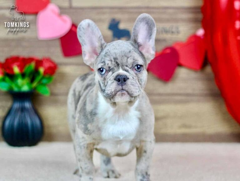 Toby, a male French bulldog puppy with a blue merle coat pattern, standing and facing the camera.