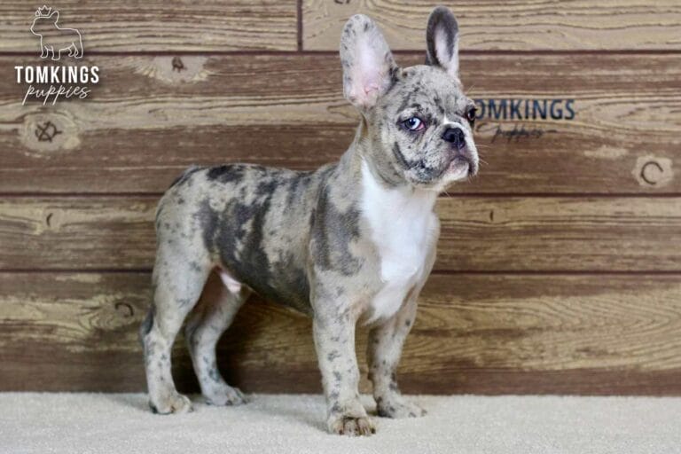 Toby, a blue merle French Bulldog puppy, standing in a full-body pose and looking to the side.