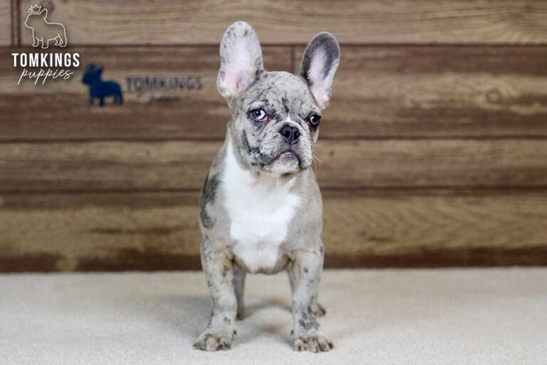 Toby, a blue merle French Bulldog puppy, standing front-facing on carpet with a wood backdrop.