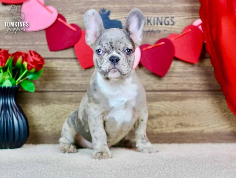 Toby, a male French bulldog puppy with a blue merle coat pattern, sitting and facing the camera.
