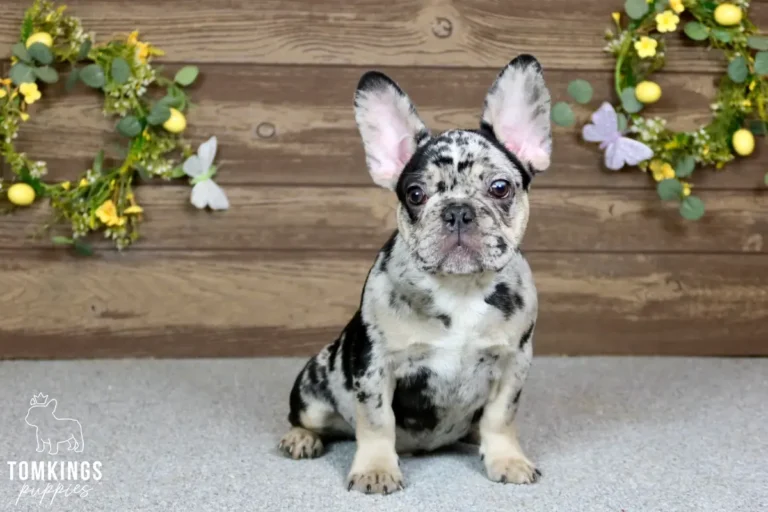 travis-tomkings-puppies-