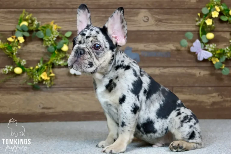 travis-tomkings-puppies-1