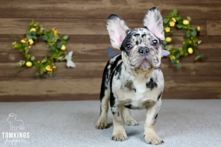 travis-tomkings-puppies-2