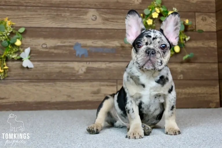 travis-tomkings-puppies-3