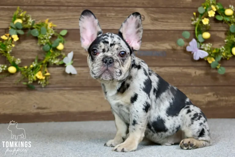 travis-tomkings-puppies-4