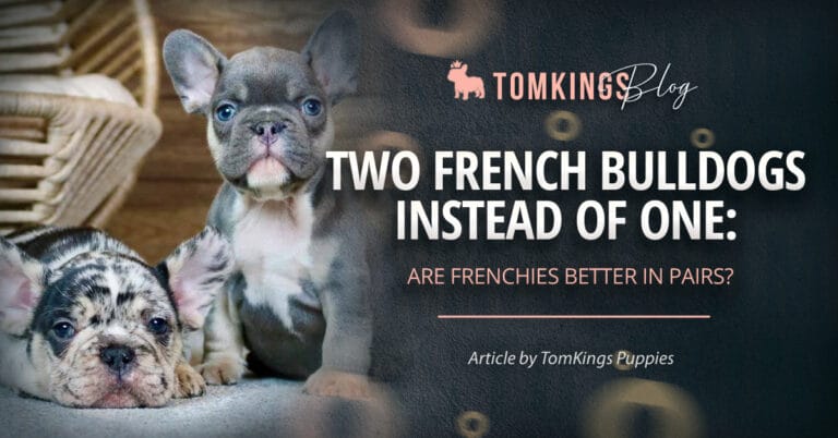 Two French Bulldogs Instead of One: Are frenchies better in pairs?