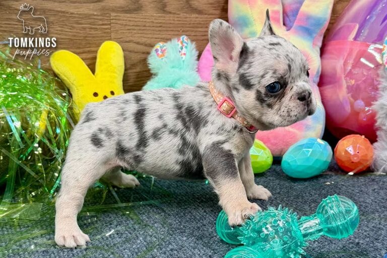 Denali, a blue merle female French Bulldog puppy, standing beside a teal chew toy in Easter-themed decor.