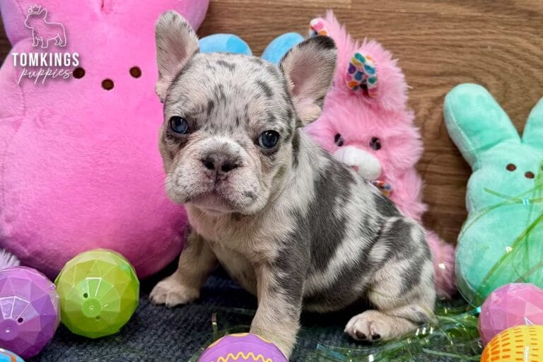 Denali, a blue merle female French Bulldog puppy, sitting in a clear bowl with Easter grass and pastel eggs.