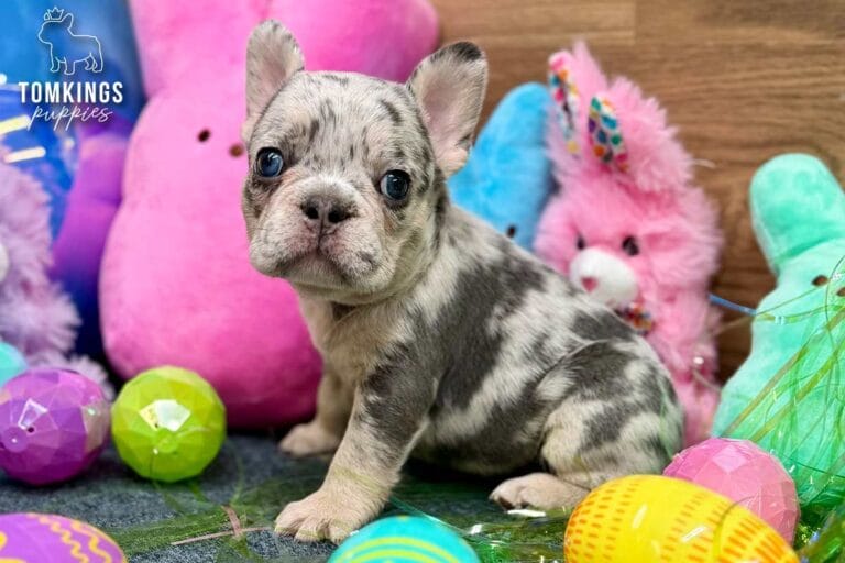 Denali, a blue merle female French Bulldog puppy, sitting in a clear bowl filled with green Easter grass.