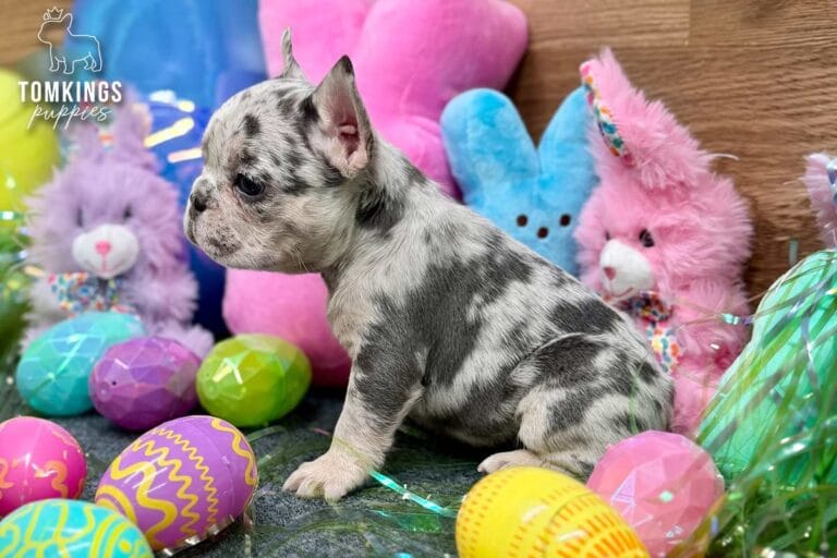 Denali, a blue merle female French Bulldog puppy, sitting in side profile among Easter eggs and bunny plush toys.