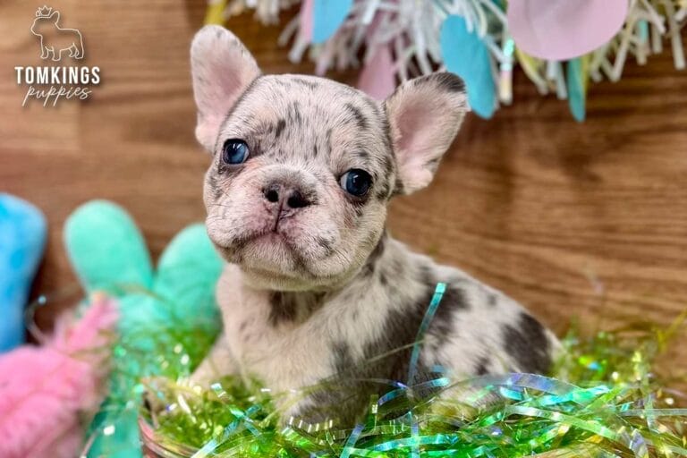 Denali, a blue merle female French Bulldog puppy, sitting with pastel Easter toys and plush bunnies around her.