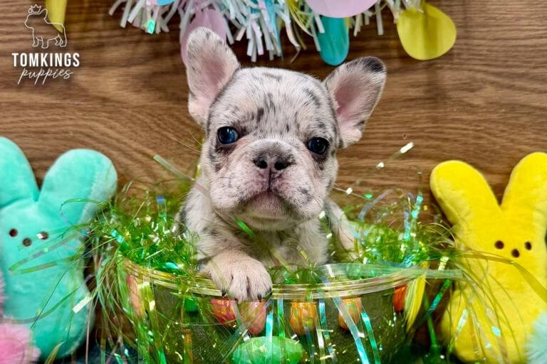 Denali, a blue merle female French Bulldog puppy, sitting among pastel Easter eggs and bunny plush toys.