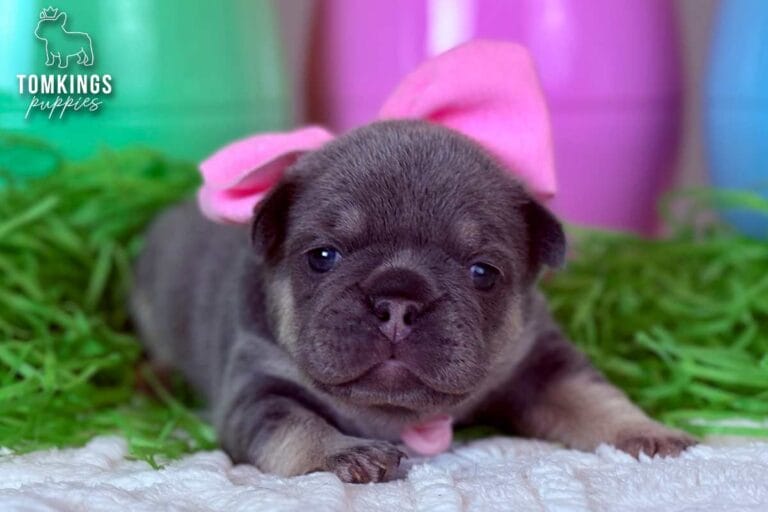 Kelly, a lilac and tan female French Bulldog puppy, lying on a white blanket with a pink bow and Easter eggs.