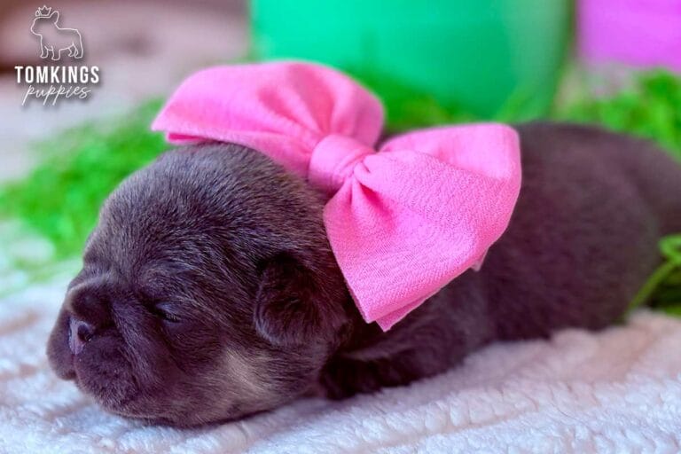 Kelly, a lilac and tan female French Bulldog puppy, resting in profile on a white blanket with a pink bow.