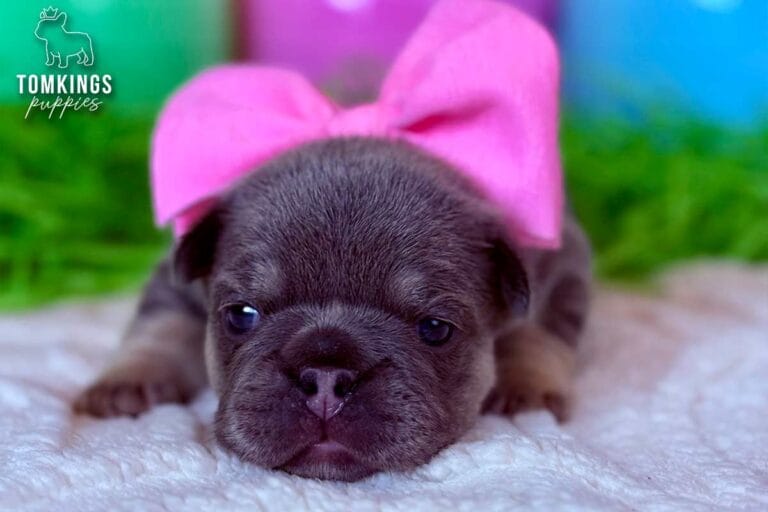 Kelly, a lilac and tan female French Bulldog puppy, lying on a white blanket with pastel Easter eggs behind her.