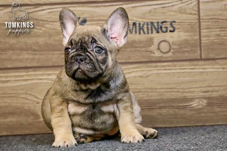 Luna, a sable French Bulldog puppy, sitting on gray carpet in front of a wood backdrop.