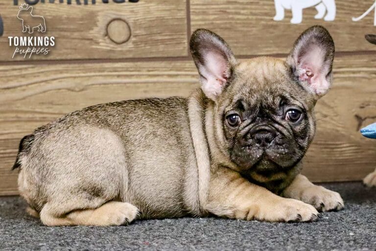 Luna, a sable French Bulldog puppy, lying on gray carpet and looking toward the camera.